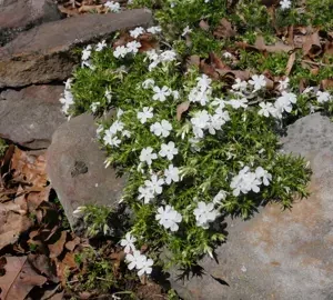 Phlox subulata White Delight - Pot