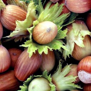 Hazelnut Whiteheart - PB6.5