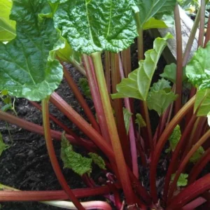 Rhubarb Winter Wonder