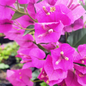 Bougainvillea Zulu