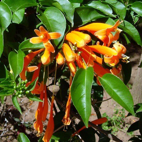 Pyrostegia venusta, Flamevine - Pb6.5