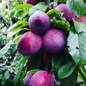 Plum Double Black Doris/Billington