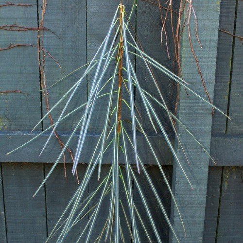 Pseudopanax crassifolius, Lancewood - Pb5 (30/70) - Image 2