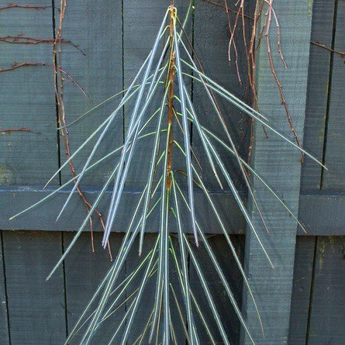 Pseudopanax crassifolius, Lancewood - Pb5 (30/70)