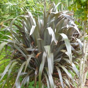 Phormium t. Purpureum - Pot (30/40)