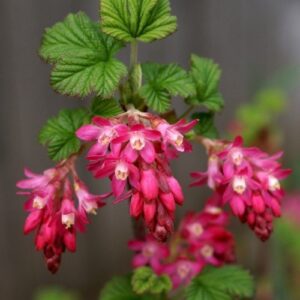 Ribes s. King Edward VII, Flowering Currant - Pb6.5