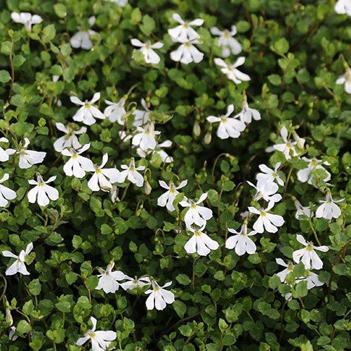 Pratia angulata - 1.3Ltr