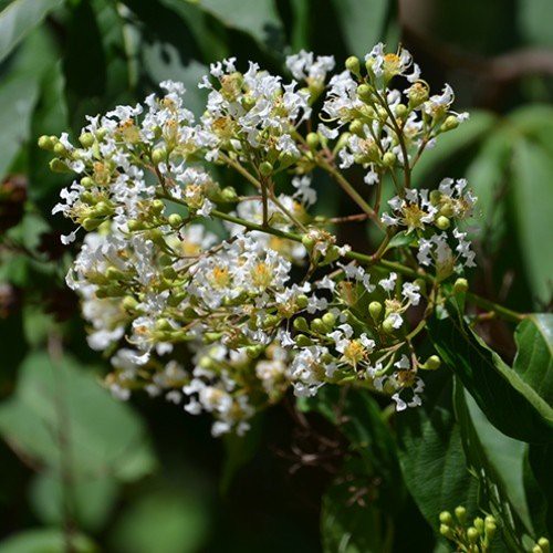 Lagerstroemia fauriei, Crepe Myrtle - Pb5