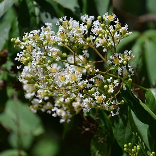 Lagerstroemia fauriei, Crepe Myrtle - Pb5 - Image 2