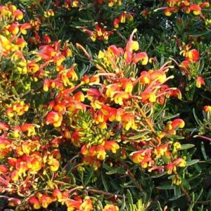 Grevillea Firecracker - Pb6.5