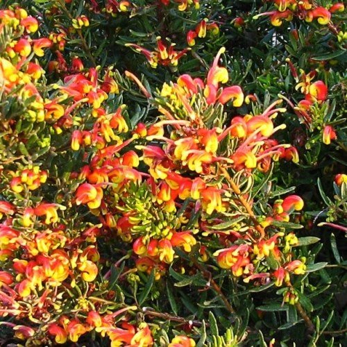 Grevillea Firecracker - Pb6.5 - Image 2