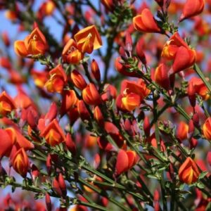 Cytisus s. Lena - Pot