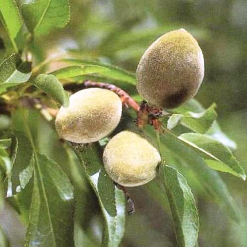 Almond Self-Fertile - Pb18