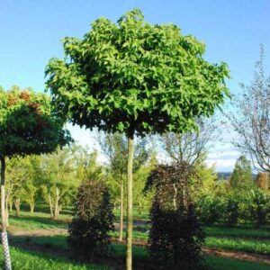 Liquidambar Little Richard, Sweetgum - Pb95 (std)