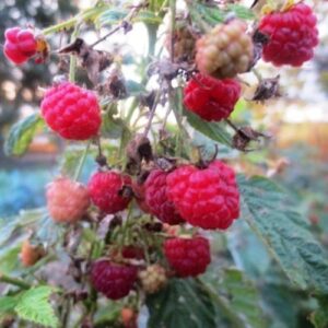 Raspberry Fairview - Pb5/Pb6.5