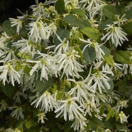 Loropetalum Iceberry - Pb5 - Image 2