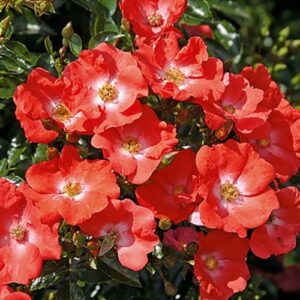 Rose Flower Carpet Sunset