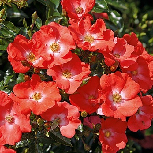 Rose Flower Carpet Sunset - Image 2