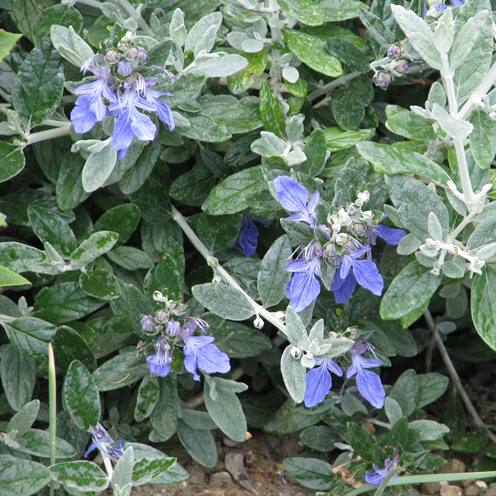 Teucrium f. Azureum, Germander - Pb5 - Image 2
