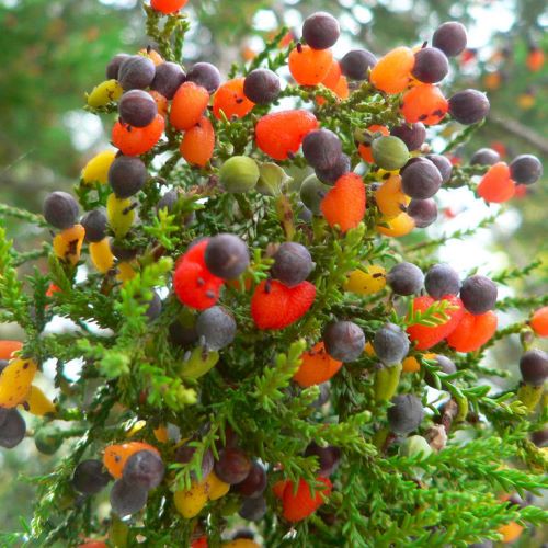 Dacrycarpus dacrydiodes, White Pine - Pb5 (30/50)