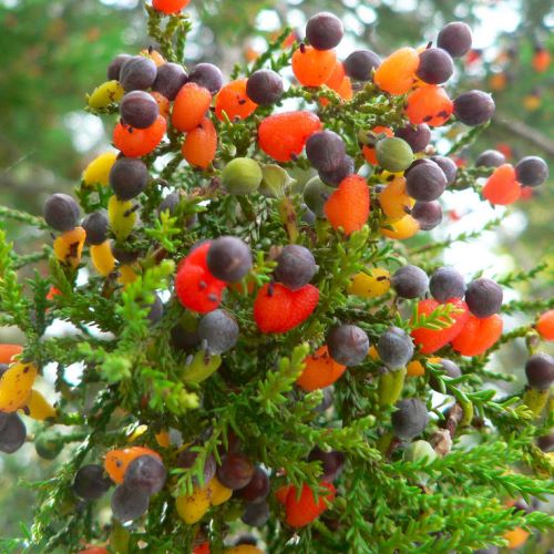 Dacrycarpus dacrydiodes, White Pine - Pb5 (30/50) - Image 2