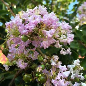 Lagerstroemia Samba, Crepe Myrtle - Pb6.5