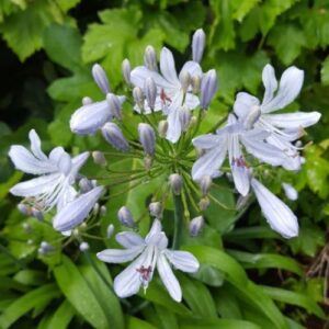 Agapanthus Moonshine - Pb5/Pb6.5