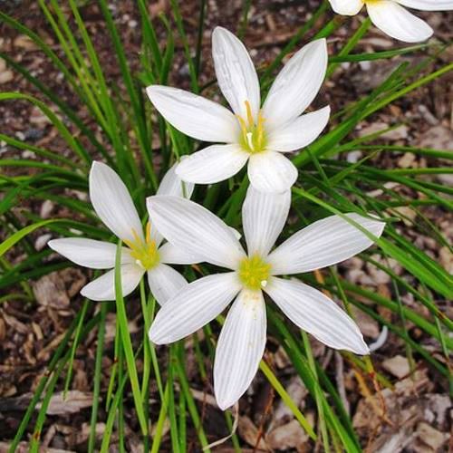 Zephyranthes candida, Rain Lily - 1Ltr/Pb5