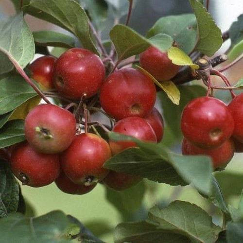 Malus Gorgeous, Crabapple - Pb12 - Image 2