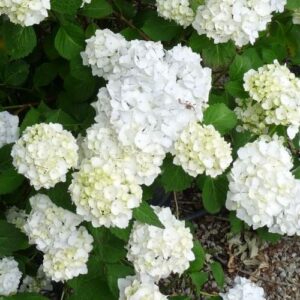 Hydrangea Le Cygne - Pb5/Pb6.5 (20/40)