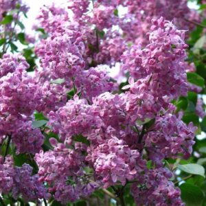 Syringa Marechal Foch, Lilac - Pb12/Pb18
