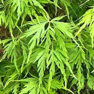 Acer Palmatifidum - Pb95