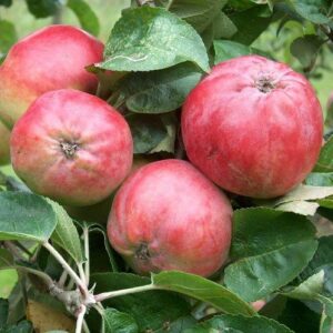 Apple Tom Putt (cider) - Pb12