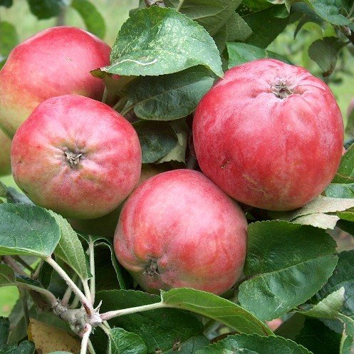 Apple Tom Putt (cider) - Pb12 - Image 2