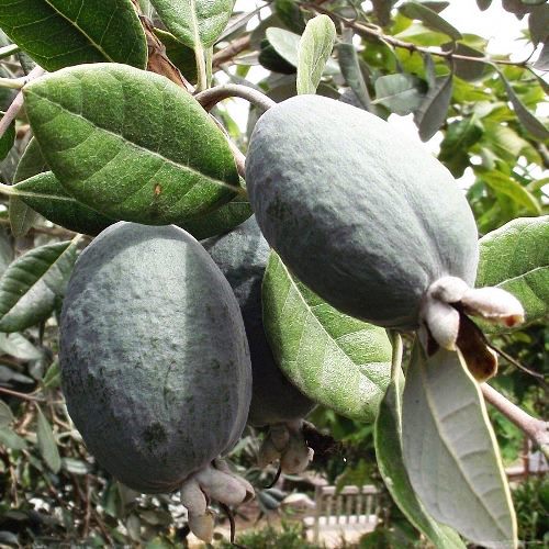 Feijoa Triumph - Pb6.5/3.5Ltr - Image 2
