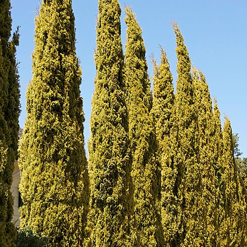 Cupressus Swanes Golden, Italian Cypress - 2.5Ltr (60/80 cm ))