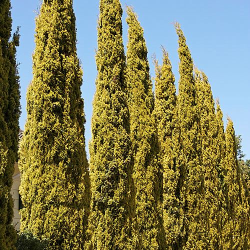 Cupressus Swanes Golden, Italian Cypress - 2.5Ltr (60/80 cm )) - Image 2