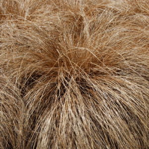 Carex comans Bronze, Hair Sedge - Pot