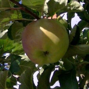 Apple Montys Surprise - Pb12