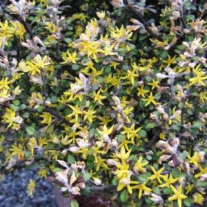 Corokia x Pipsqueak - 2Ltr/2.5Ltr