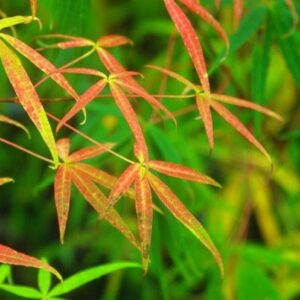 Acer pentaphyllum, Five Finger Maple - Pb8