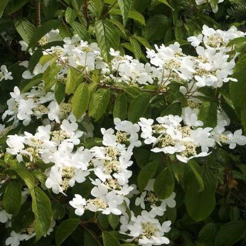 Viburnum plicatum Lanarth - Pb6.5 (40/80) - Image 2