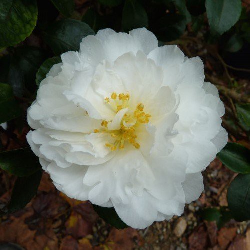 Camellia Moonlight (Mine-No-Yuki) - Pb6.5 (50/100cm)