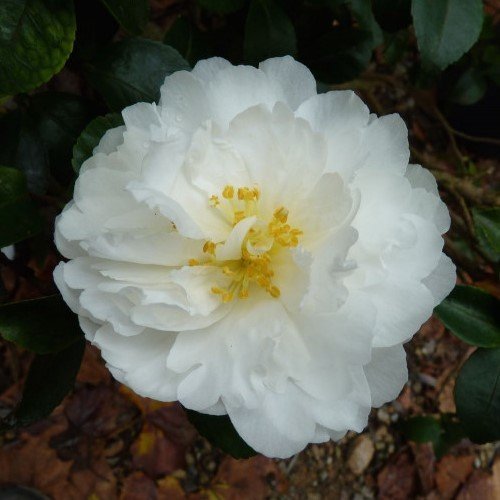 Camellia Moonlight (Mine-No-Yuki) - Pb6.5 (50/100cm) - Image 2