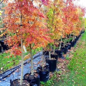 Fraxinus excelsior Green Globe - Pb18-28
