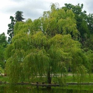 Salix babylonica, Green Weeping Willow