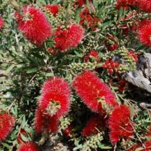 Callistemon Firebrand - Pb6.5