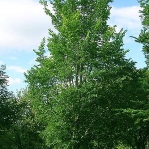 Ulmus Dodoens, Dutch Elm - Pb18 (150/250)