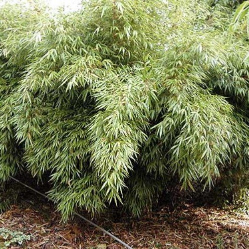 Arundinaria nitida - Bamboo - Pb6.5 (40/60) - Image 2