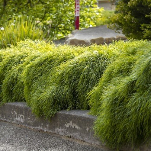 Acacia Limelight - 1.9Ltr - Image 2